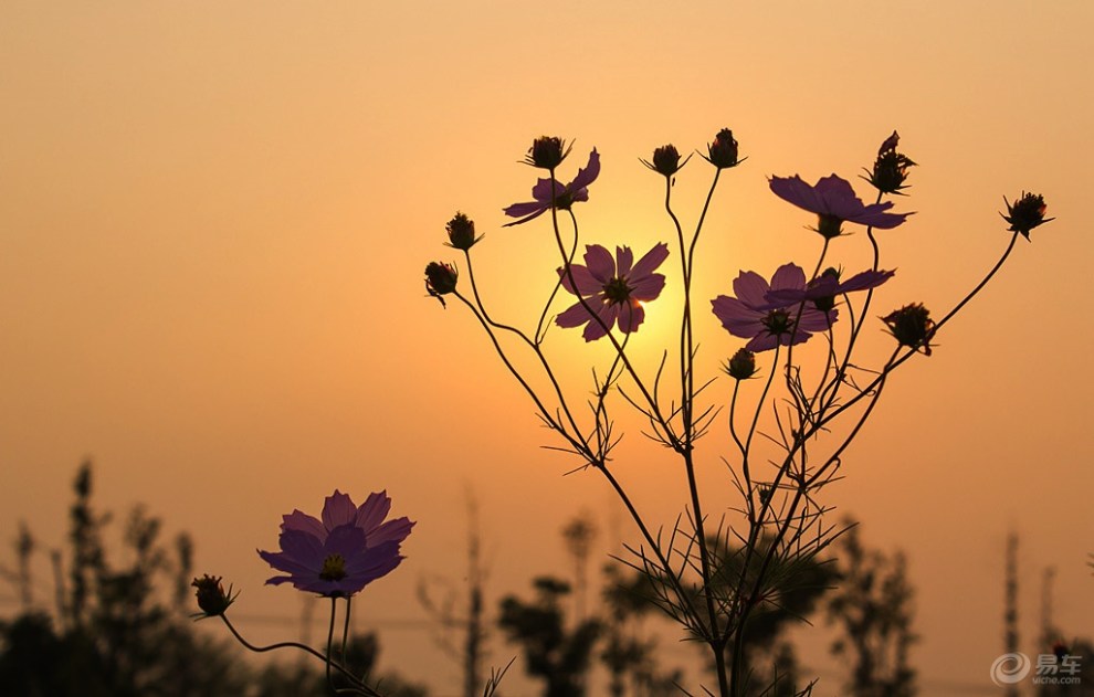 夕照格桑花