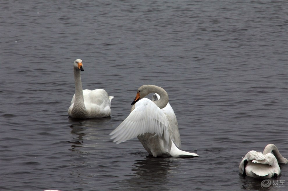 【【欢乐萌宠第一季】天鹅】_宠物当家论坛图片集锦_汽车论坛-易车网