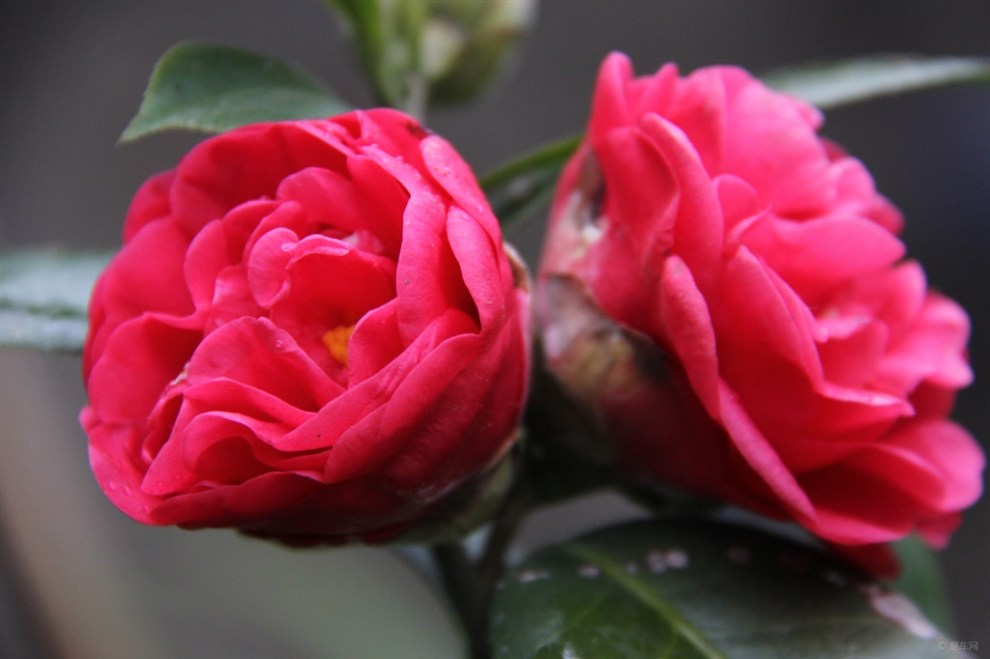 冬季賞花——茶花開