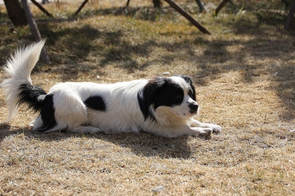晒太阳的黑白花.