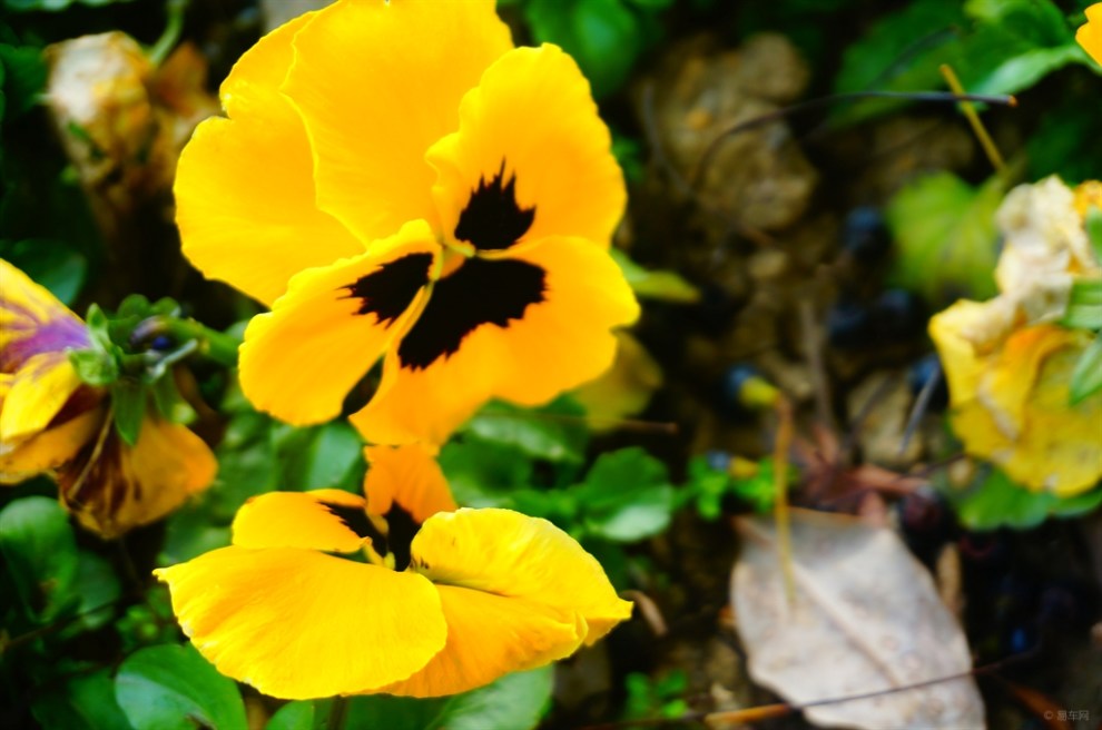 【摄影比赛-春的气息】人脸花24