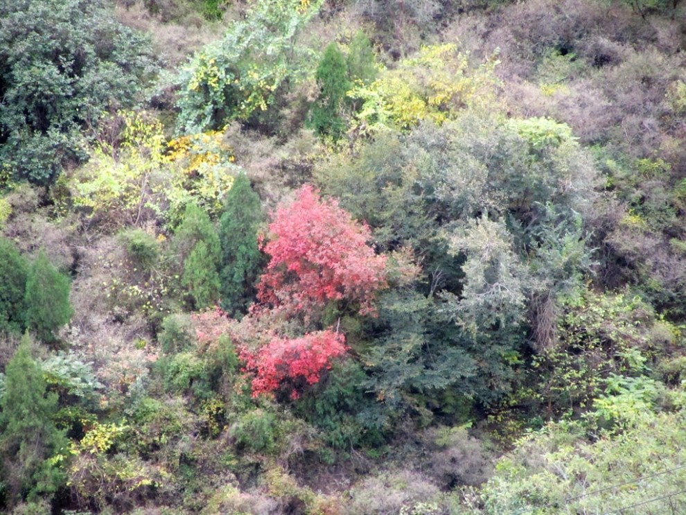 休閒徒步北京香山—西山國家森林公園