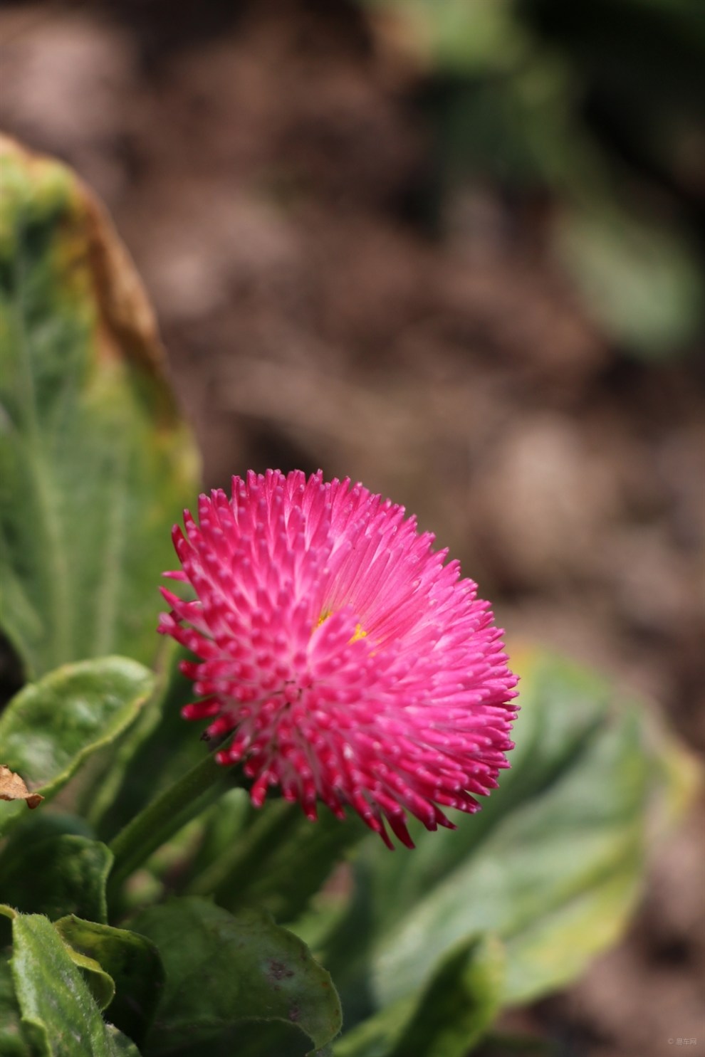 意大利国花【雏菊】鉴赏