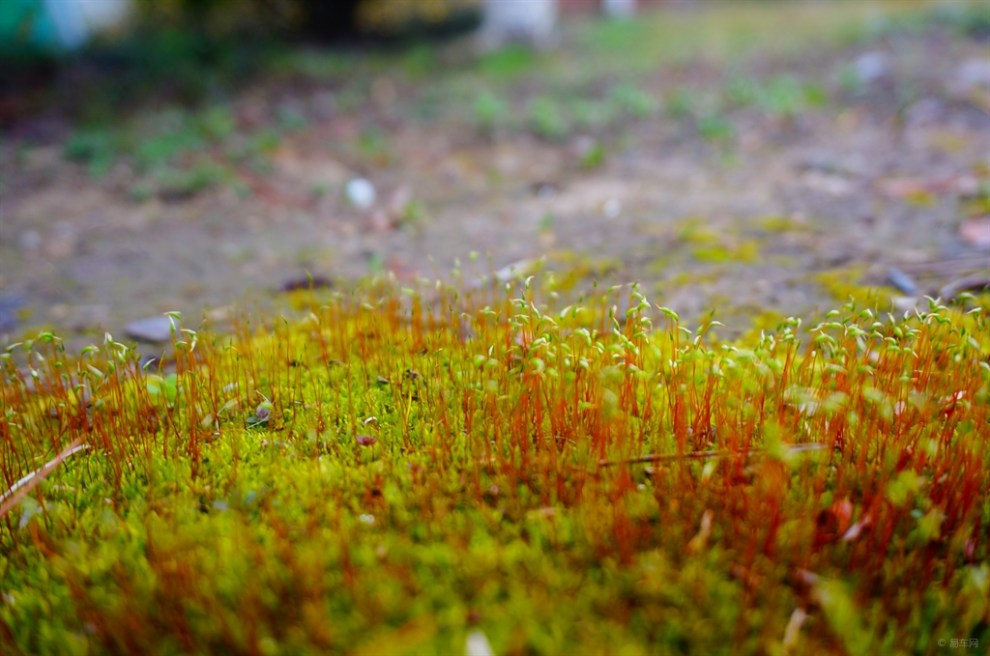 【摄影比赛-春的气息】【申牛】春苔12