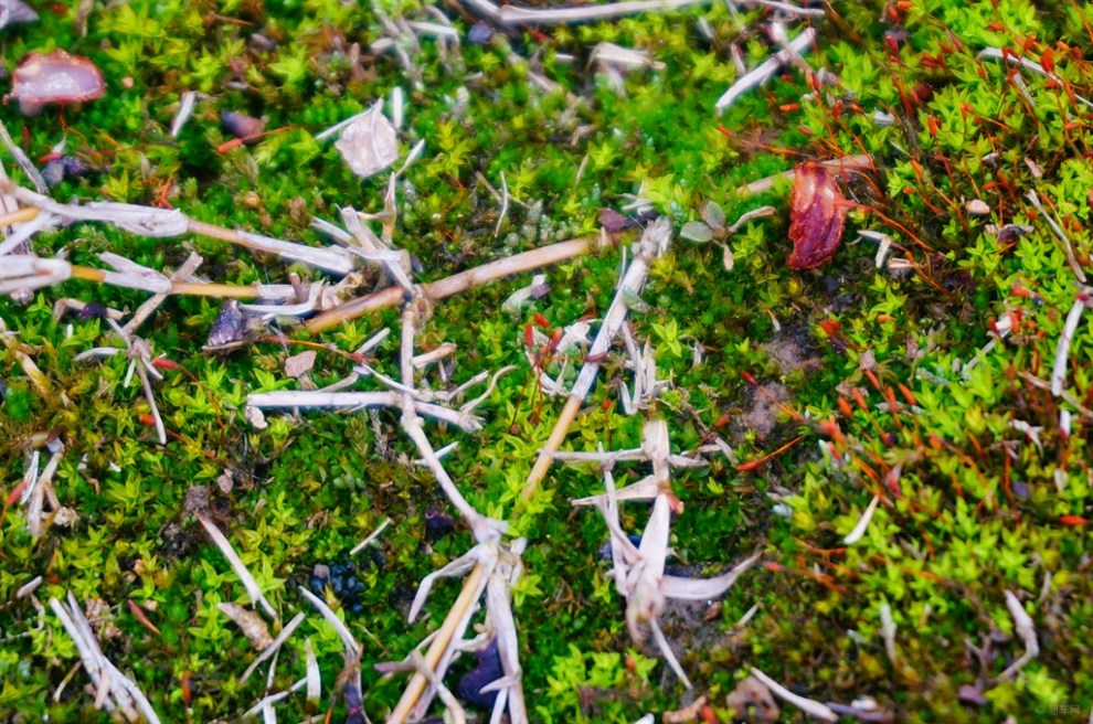 【摄影比赛-春的气息】【申牛】春苔12