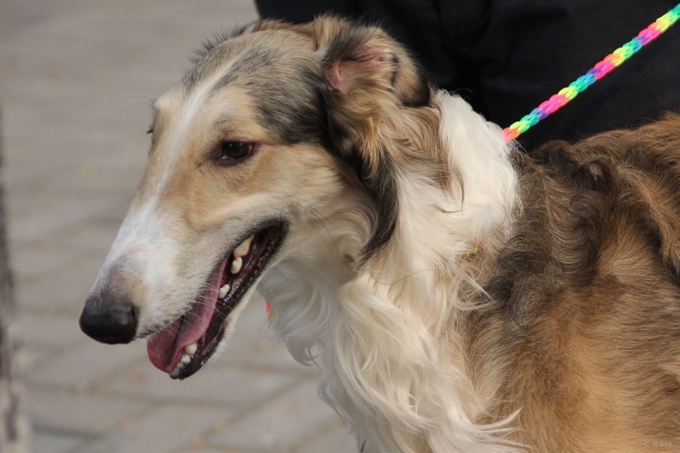 俄羅斯獵狼犬