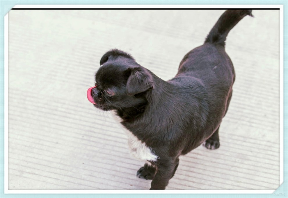 【治愈系萌宠】萌宠黑子,可爱卖萌