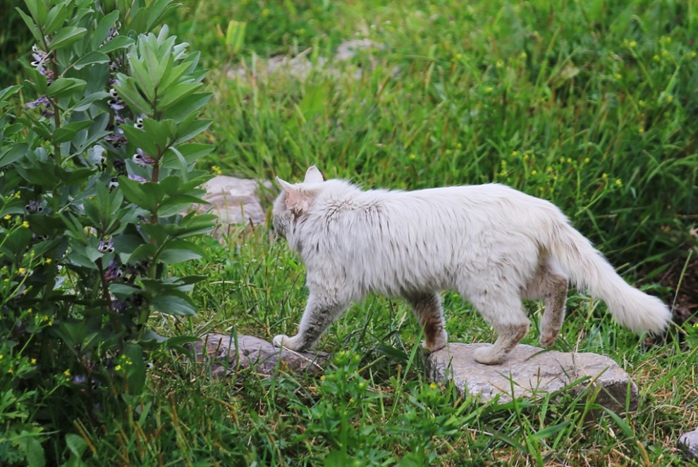 【治愈系萌宠】水塘边的波斯猫