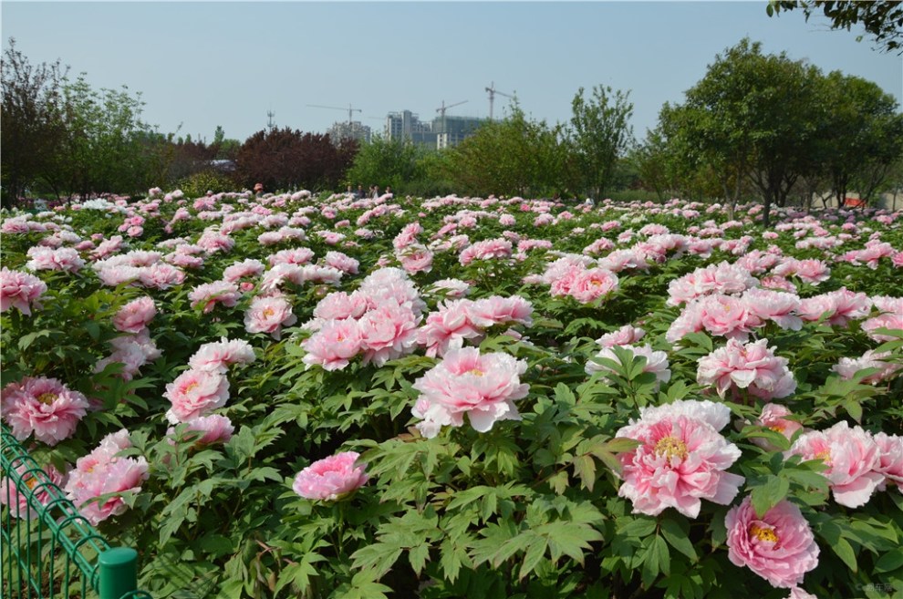 【風景帶你逛花城】國際牡丹園