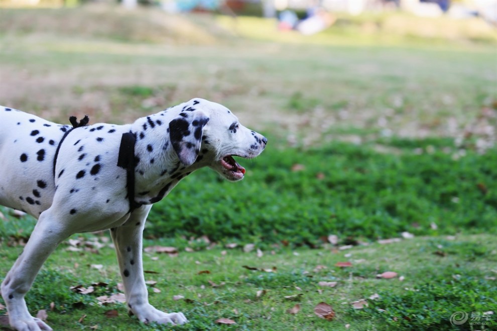 【名犬欣赏】大麦町犬