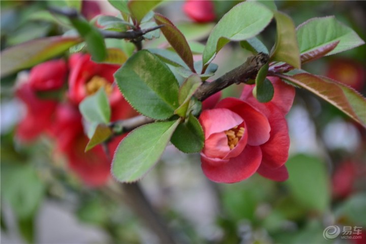 【原創首發】木瓜海棠 花期4月,果期9-10月.