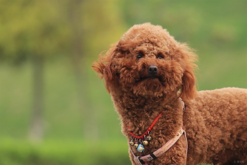 颇有大将风范的迪迪