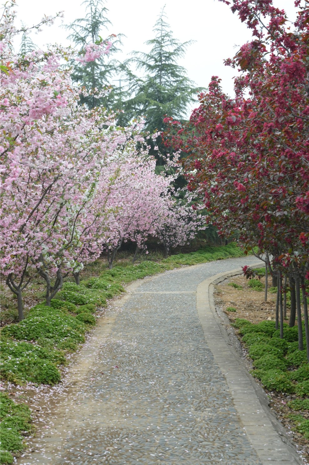 【风景带你逛花城】海棠