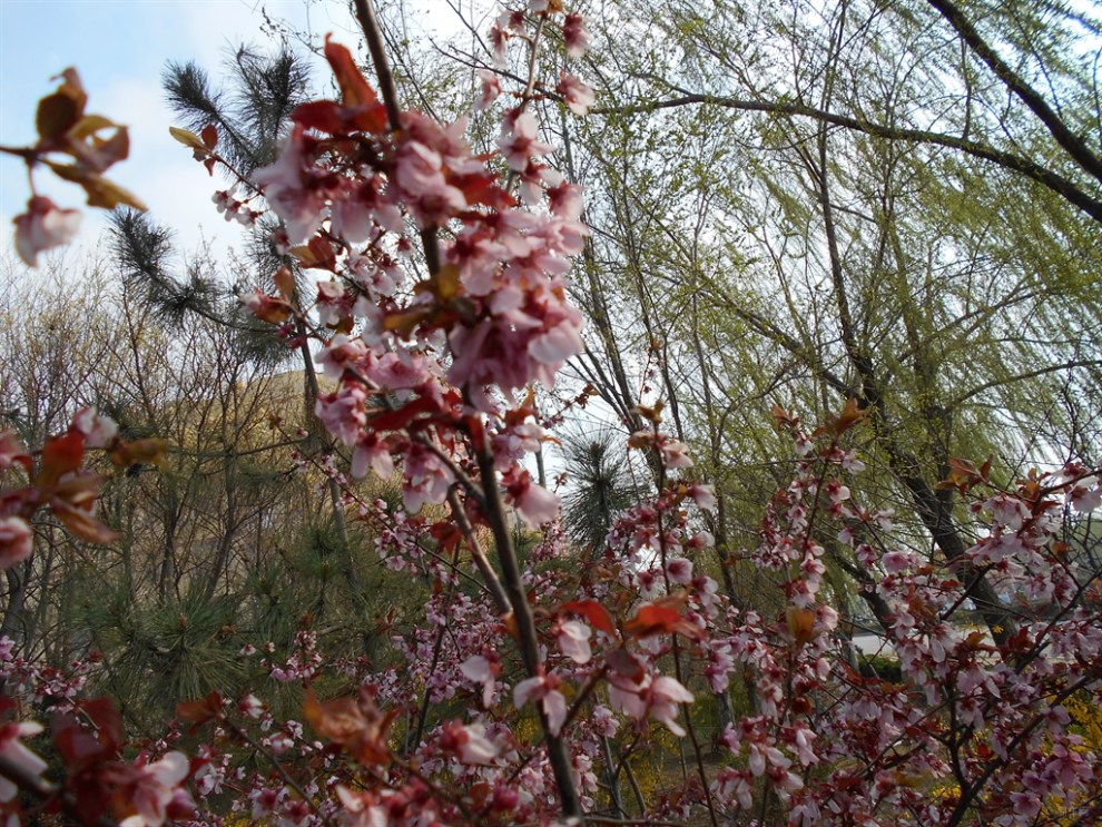 【首發】紫葉李開花