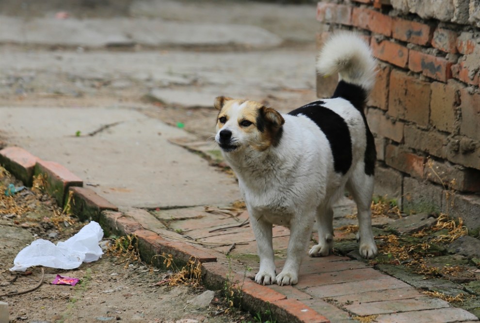 忠实的看家狗狗