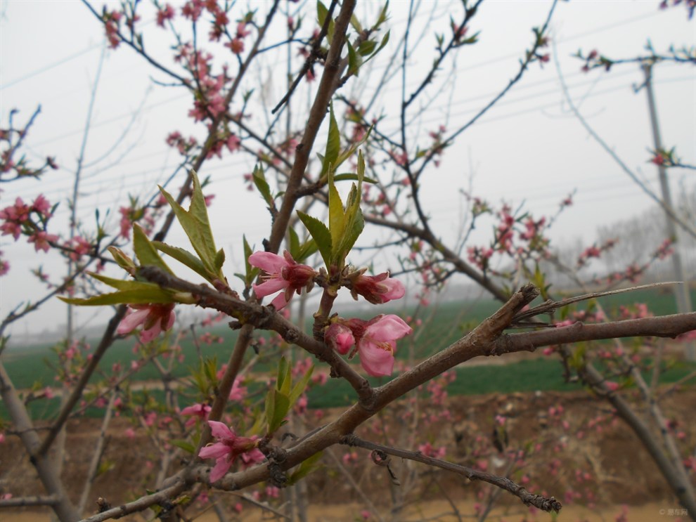 【首發】油桃樹開花