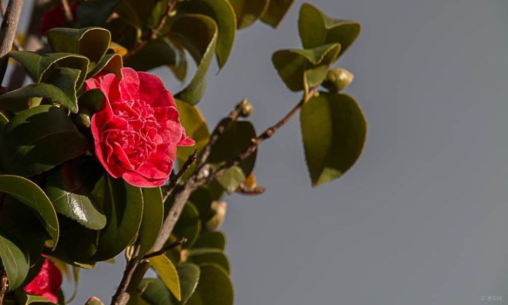 樹上的紅花