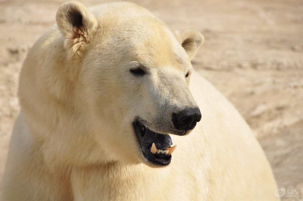 【翻照片看到了"公园里的熊"】_辽宁论坛图片集锦_汽车论坛-易车网