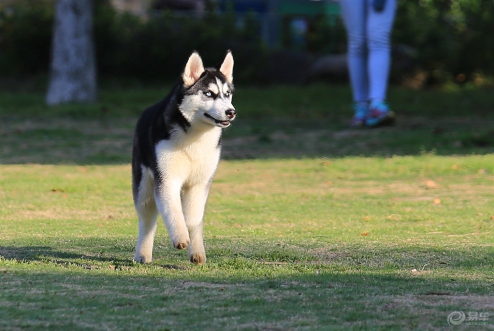 【名犬欣赏】哈士奇犬