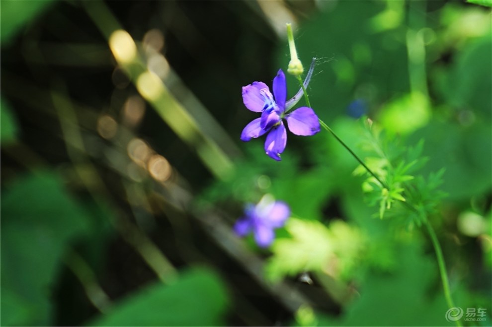 青青山野花