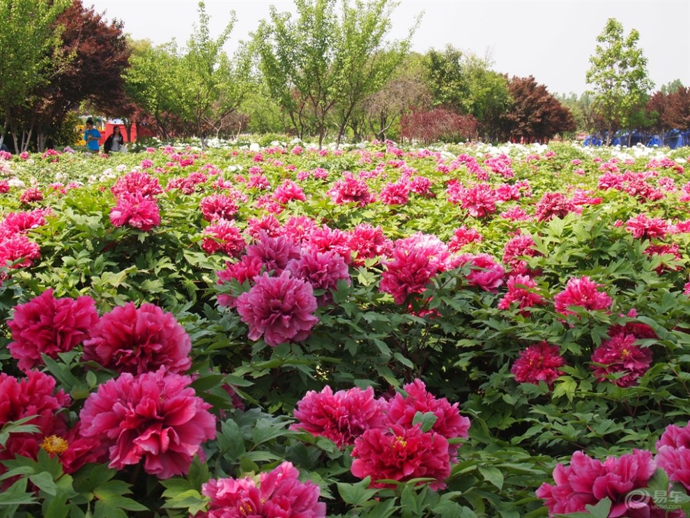 "津津有味俱乐部"洛阳行之国色天香牡丹园