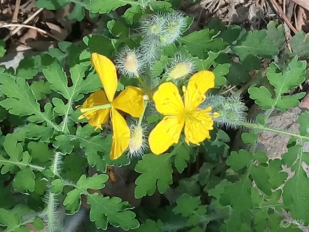 【原創】禿瘡花