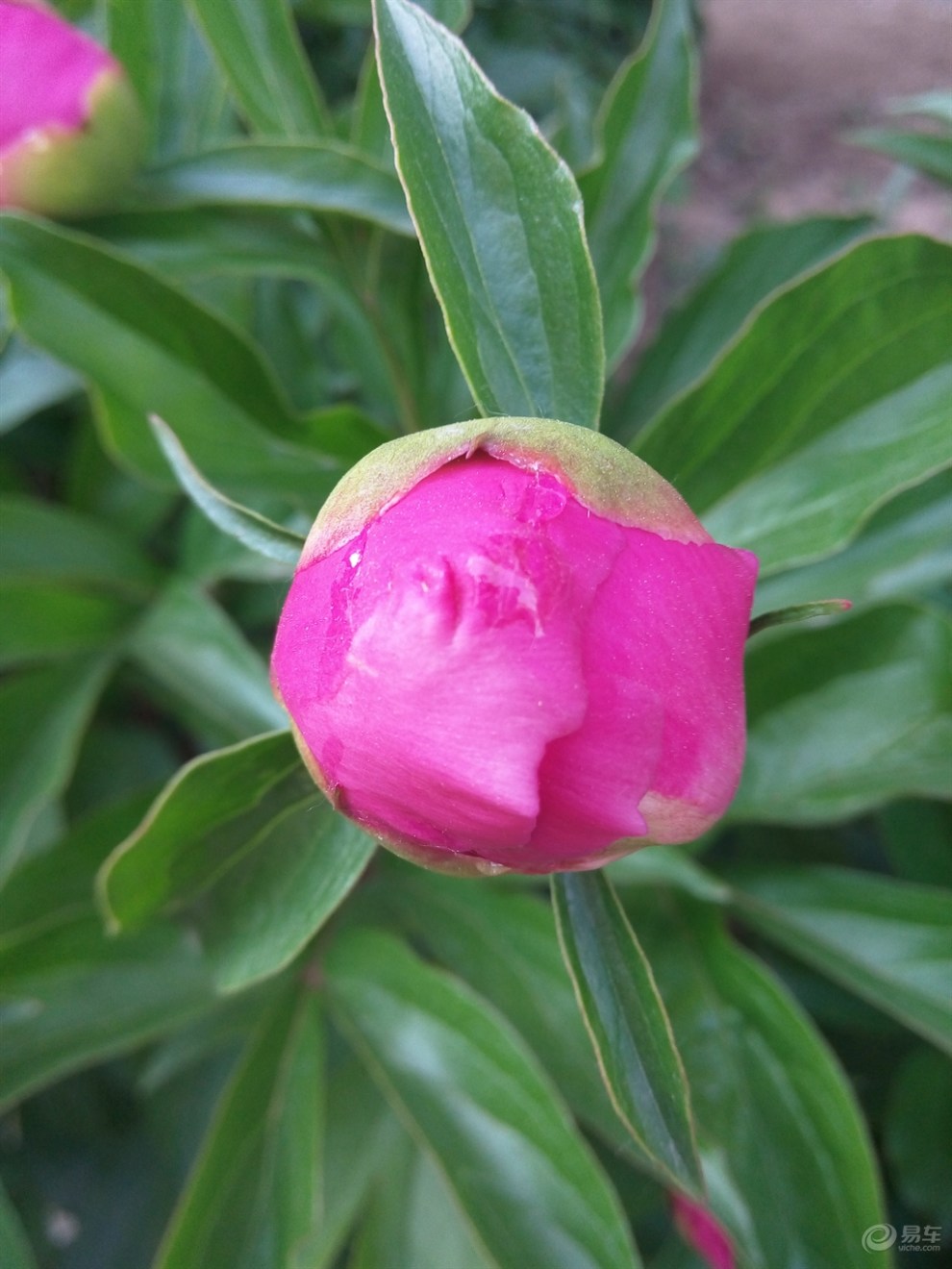 【精华争霸赛】绛紫牡丹