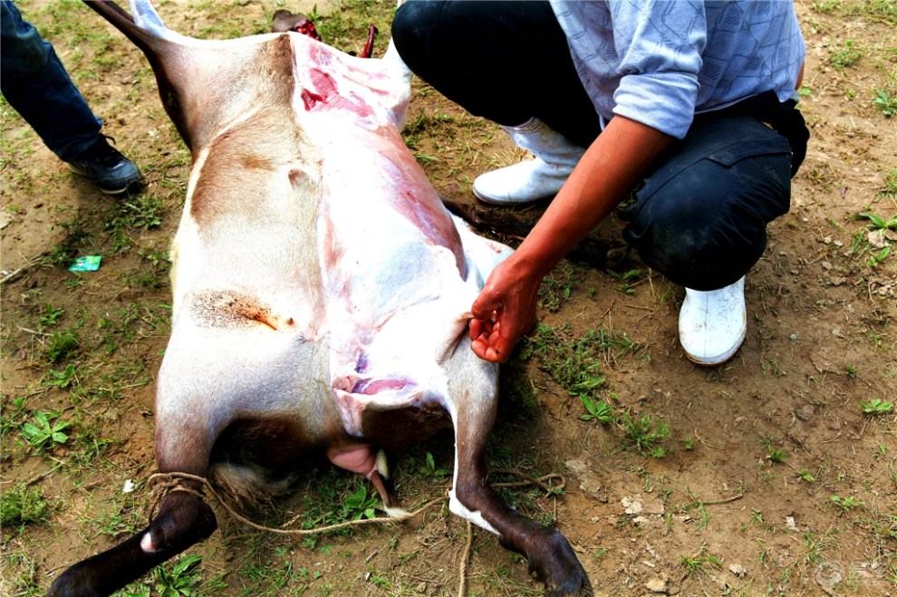 【评头论足】宰羊教学帖