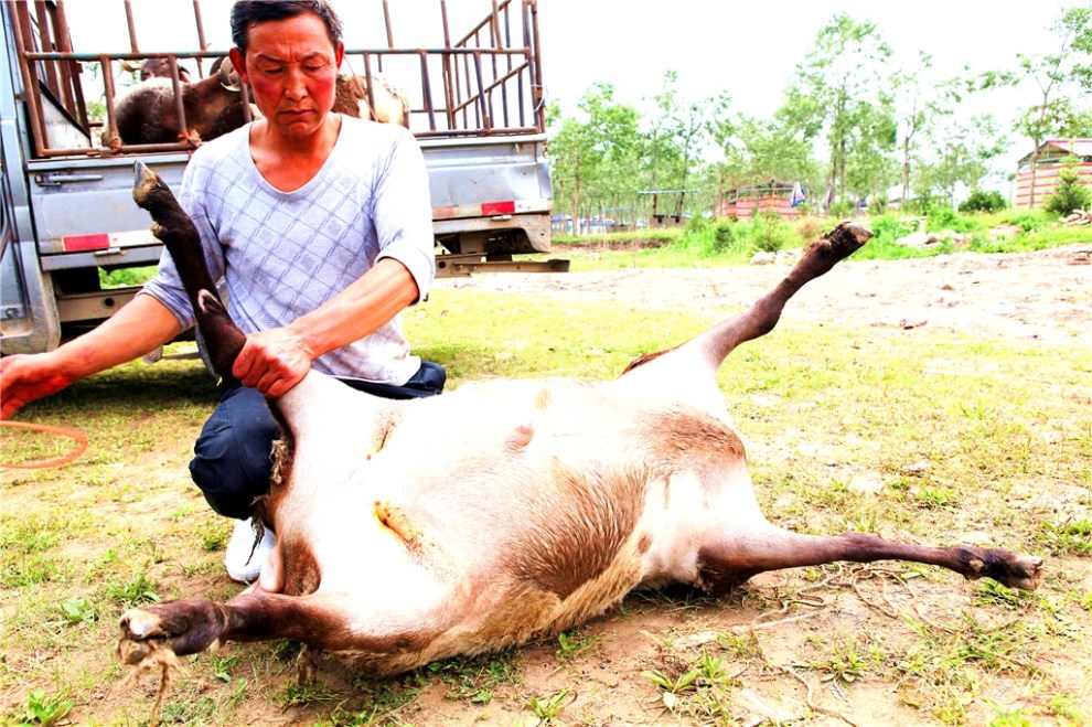 【评头论足】宰羊教学帖