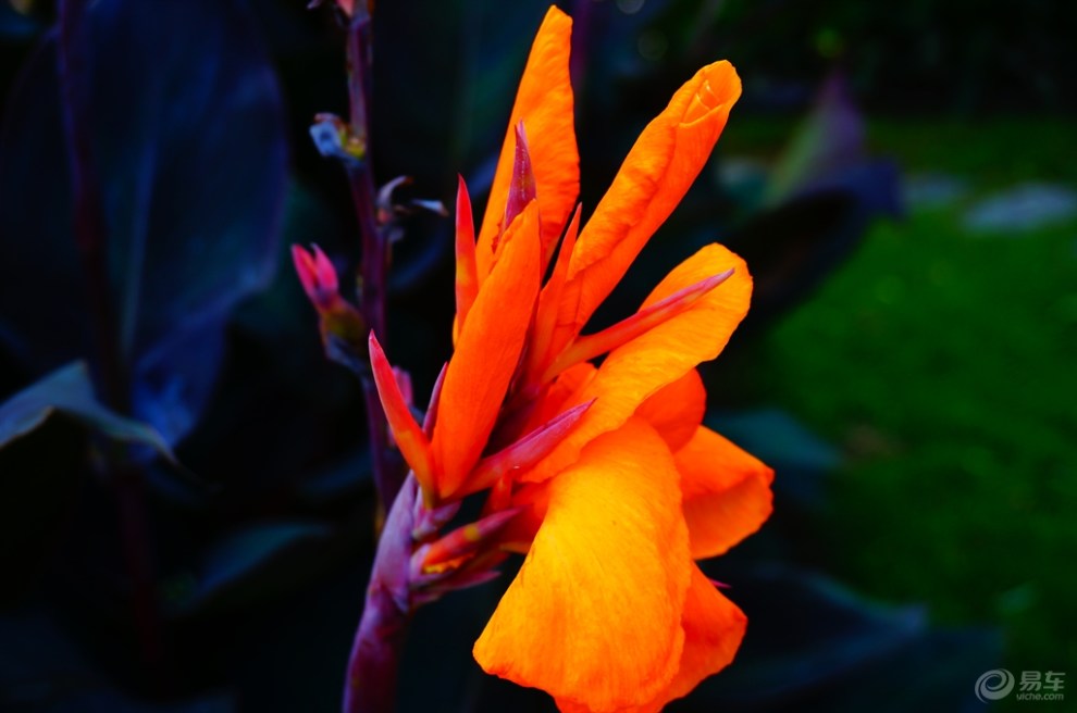 【精华贴争霸赛】橙色美人蕉(7月第1期)首发