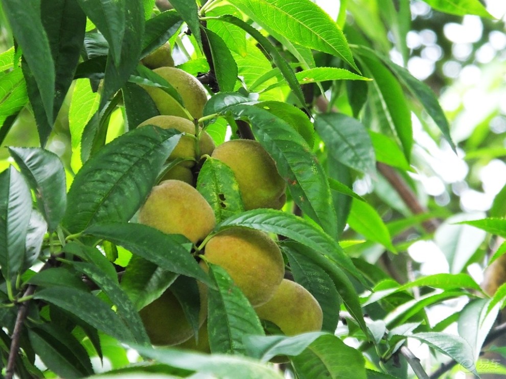 【精华帖争霸赛】路边的野桃树(7月第2期)