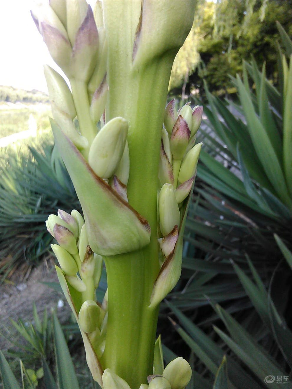 【神韵原创首发】剑麻花儿开