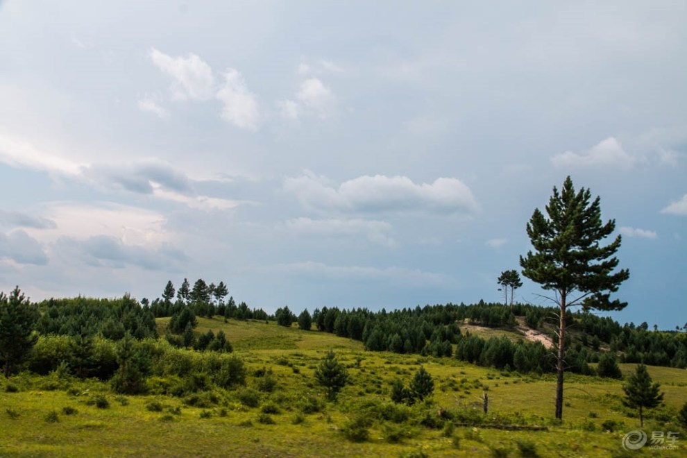 【yusan5758原创】蒙古草原上的樟子松森林