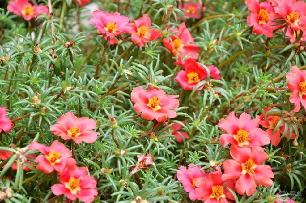 马齿苋花随拍分享