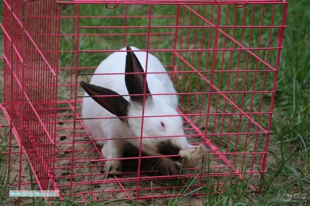 【小白兔】_宠物当家论坛图片集锦_汽车论坛-易车网