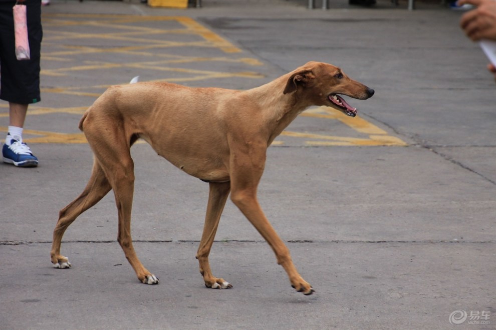 格力犬