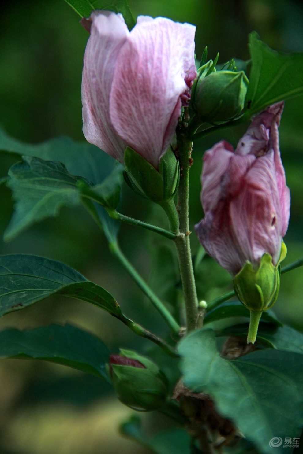 木槿花