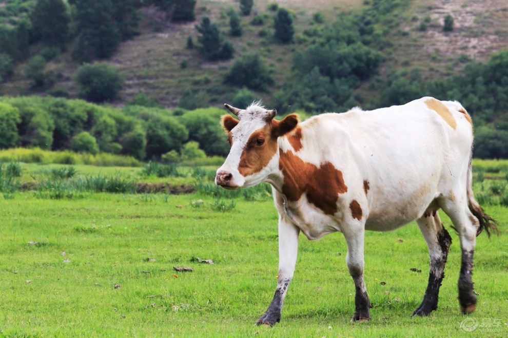 呼伦贝尔大草原上的牛