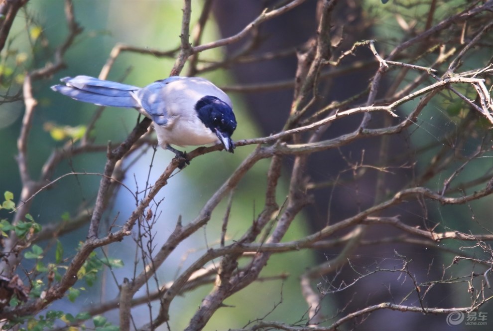 【【欢乐萌宠第二季】热身的灰喜鹊】_宠物当家论坛图片集锦_汽车论坛