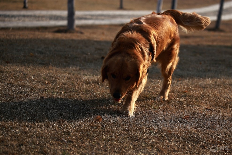 【欢乐萌宠第二季】溜达的金毛狗狗