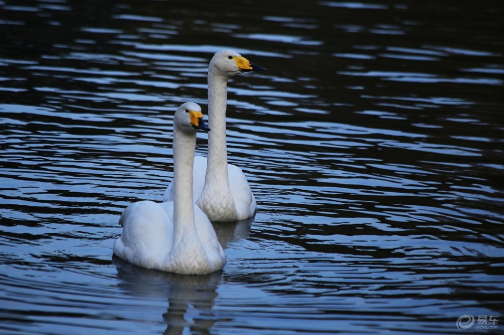 【【欢乐萌宠第二季】迁徙越冬的白天鹅】_宠物当家社区图片集锦_汽车