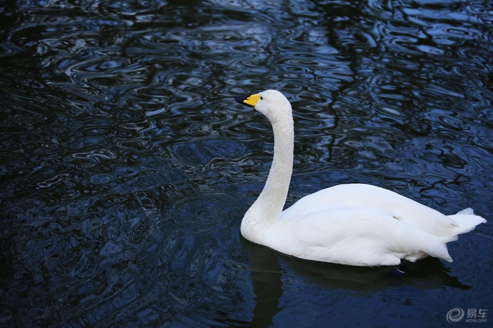 【【欢乐萌宠第二季】迁徙越冬的白天鹅】_宠物当家社区图片集锦_汽车