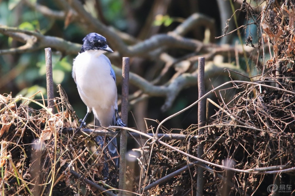 【【欢乐萌宠第二季】暖阳灰喜鹊】_宠物当家论坛图片集锦_汽车论坛