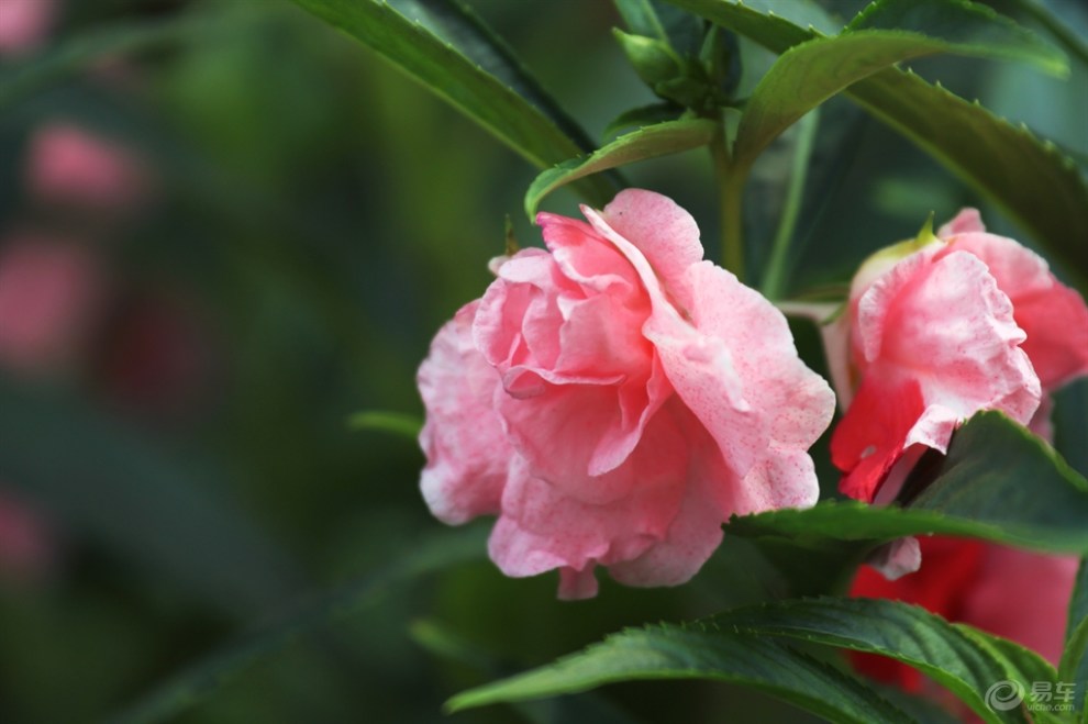 鳳仙花