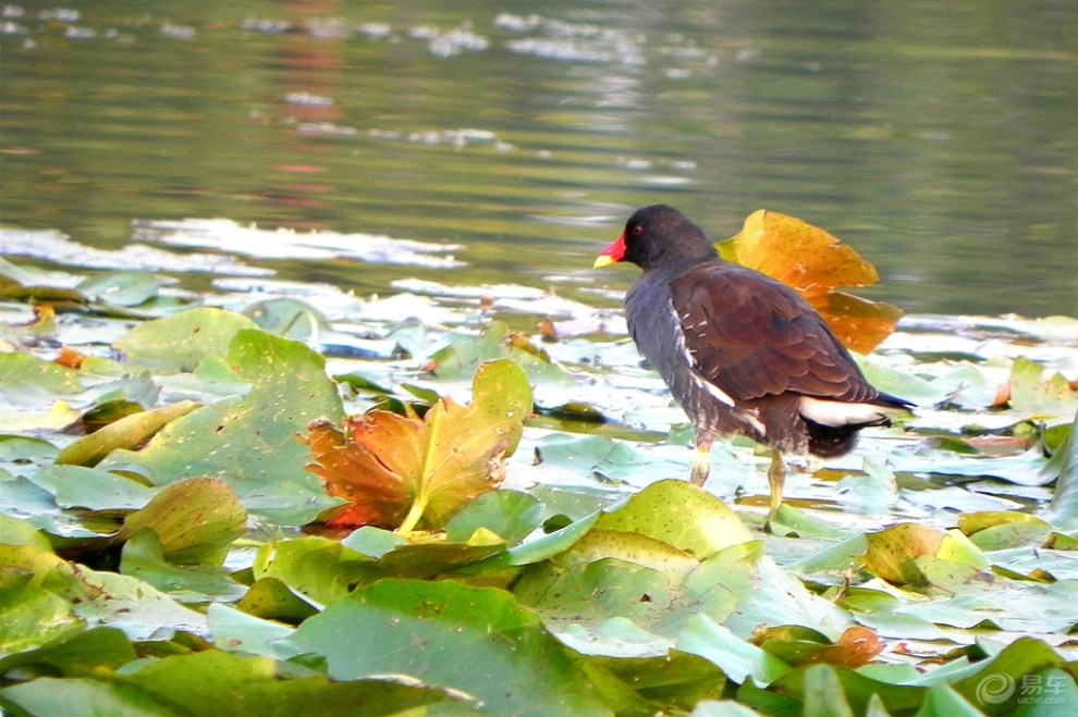 紅冠黑水雞