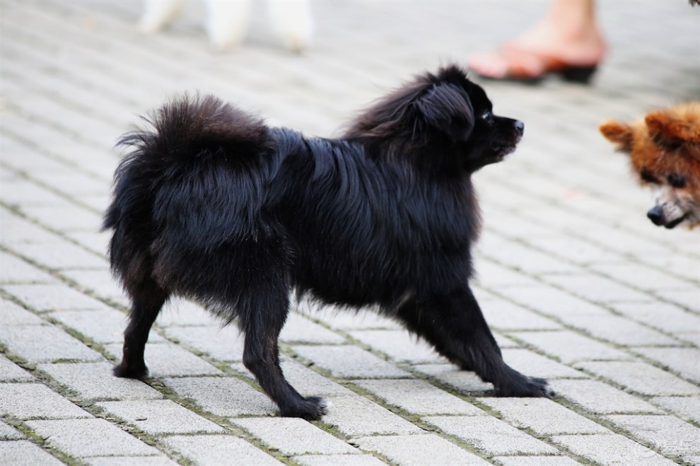 黑黑的蝴蝶犬串串