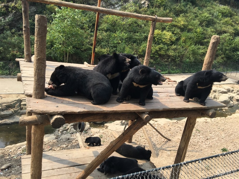 【大連cs75車友俱樂部525】cs75之大連森林動物園遊記