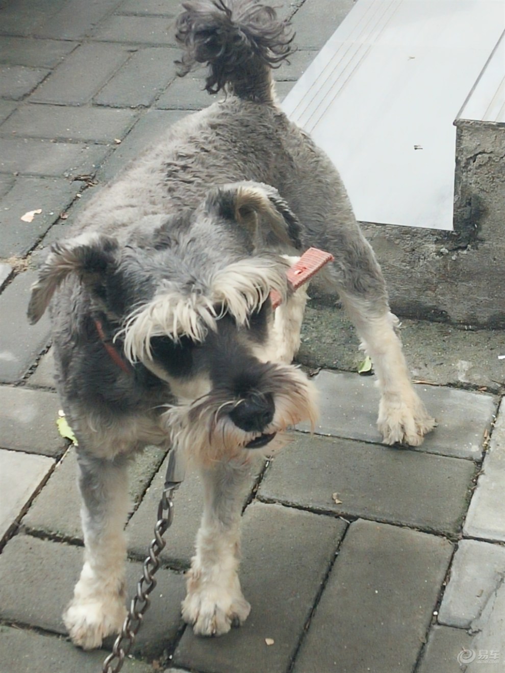 長了鬍子雪納瑞犬