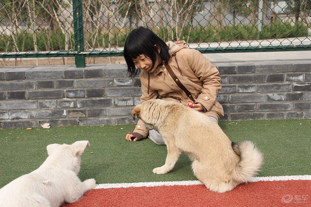 【【欢乐萌宠第七季】喂狗狗的小女孩】_宠物当家论坛图片集锦_汽车
