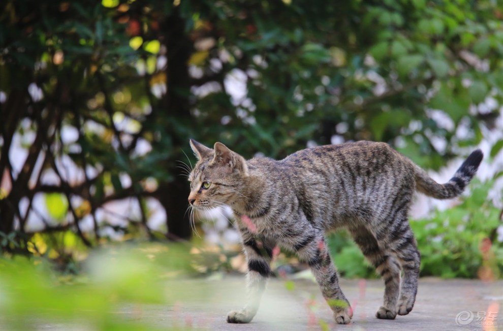 【欢乐萌宠第七季】小猫捉鸟老夫在后